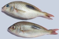 Spotted Emperor / Eari - Whole