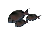 Surgeon Fish / Doctor Fish - Whole