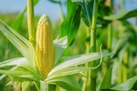 Sweet Corn American Fresh