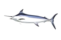 Sword Fish (Single Bone Only) - Whole