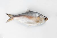 Thorny Herring / Thodi  - Whole