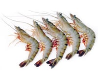 Tiger Prawn (Super Jumbo)  - Headless (No Head, Rest with shell, tail) 240g to 250g pack