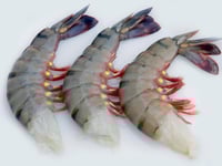 Tiger Prawn / Bagda Chingri - Headless (No Head, Rest with shell, tail)