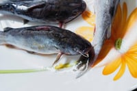 Yellow Catfish/ Manjakoori - Whole (As is without cleaning and cutting)