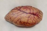 Trevally / Vatta - Roe / Egg