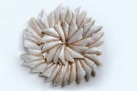 White Sardine / Veloori / Silver Fish / White Fish - Whole Cleaned 480g to 500g Pack