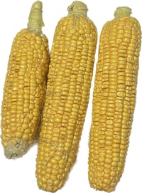 Imperfect Corn on Cob