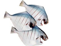 Premium  Silver Pomfret/ Avoli 1 Piece  (Size 600-700g) - Whole Cleaned, Gutted