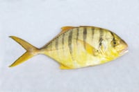 Golden Trevally / Zebra Vatta - Whole