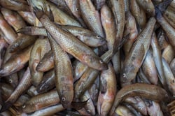 Goby / Poolan / Bele Mach - Whole cleaned