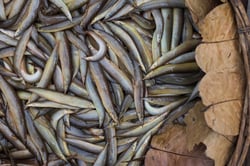 **Exclusive**  Pakal/ পাঁকাল/ Baan / Bengal Eel  - Whole (Uncleaned) (Pack of 500g)