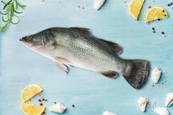 Bhetki / ভেটকী / Barramundi / Asian Seabass / Kalanji - Whole