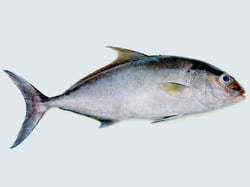 Butter Fish / Punnarameen (Soft as Butter) - Small -  Whole 