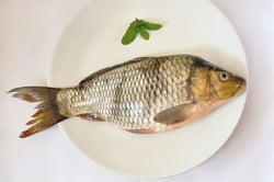 Common Carp - Whole
