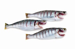 Spotted Croaker / Kora / Kallanki - Whole Cleaned