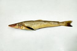 False Lady Fish / Kadma - Whole (As is without cleaning and cutting)