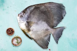 False Pomfret / Bheeman Avoli - Whole