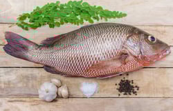 Freshwater Red Snapper / Chempalli - Whole