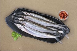 Garfish / Kola (Extra Small) - Whole