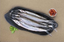 Garfish / Kola (Extra Small) - Whole (480g to 500g Pack)