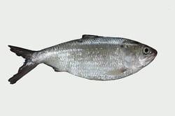 Toll / Toli Shad  (Small) - Whole Cleaned, Gutted