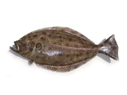 Holland Halibut - Curry Cut