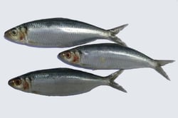 Kanyakumari Sardine / Mathi / ಭೂತಾಯಿ - Whole