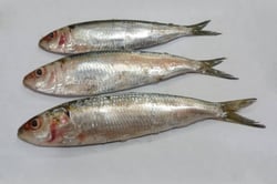 Rainbow Sardine / Kari Mathi / Koko Chala - Whole (As is without cleaning and cutting)