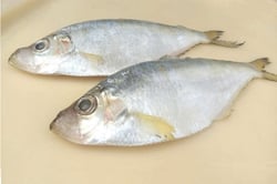 Katti / Sital / Pankha  - Whole