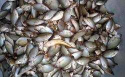 Kholshe / খলশে / Banded gourami/ Colisa fasciata	 - Whole Cleaned, Gutted