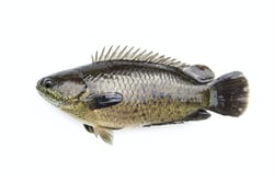 Premium Climbing Perch / Koi / Karoop from FreshToHome Farms - Whole