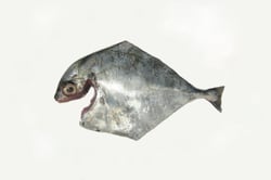 Silver Trevally / Kannadi Vatta - Whole Cleaned