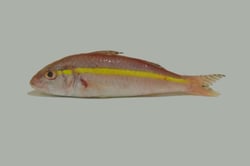 Striped Pink Perch / Varayan Kilimeen - Whole