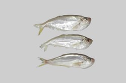 Malabar Thryssa / Manangu - Whole