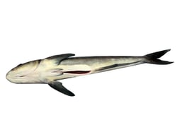 Cobia / Motha - Gutted