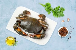 Mud Crab  - Whole