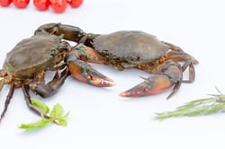 Mud Crab (Large) - Live