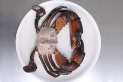 Mud Crabs / Kekkadaa (Extra Large) - Cut with Shell