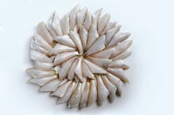 False White Sardine / Nandan (Thorny, great for fry) - Whole Cleaned