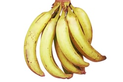 Banana - Nendran (Semi / Full Ripe)