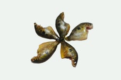 Kerala Orange Chromide / Pallathi / Pathipootta (Small & Crunchy) - Whole Cleaned