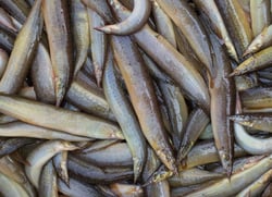 **Exclusive** Pakal / পাঁকাল/ Baan / Bengal Eel - Whole Loose