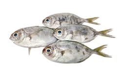 Tropical Pony Fish / Para Mullan / Paniyara Para - Whole (As is without cleaning and cutting)