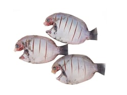 Premium Kumarakom Karimeen / Pearlspot (Super Large) - Skinless Whole Cleaned