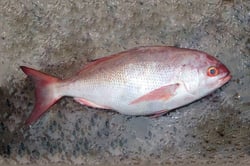 Red Emperor / Red Eari  - Whole