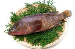 Grouper / Reef Cod / Hamour / Kalava (Small) / ಕೊಲಜಿ - Whole