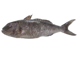 Round Emperor / Unda Eari - Whole