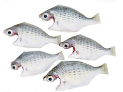 False Silver Biddy / Keshakkan Pranjil - Whole Cleaned