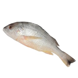 Silver Grunt / Nagroor  - Curry Cut (may include head pieces)