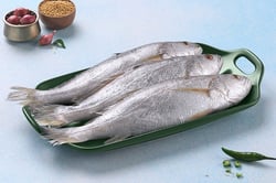 Silver Croaker / Kora / Bhola / ভোলা / Ghol Fish (Large) - Whole